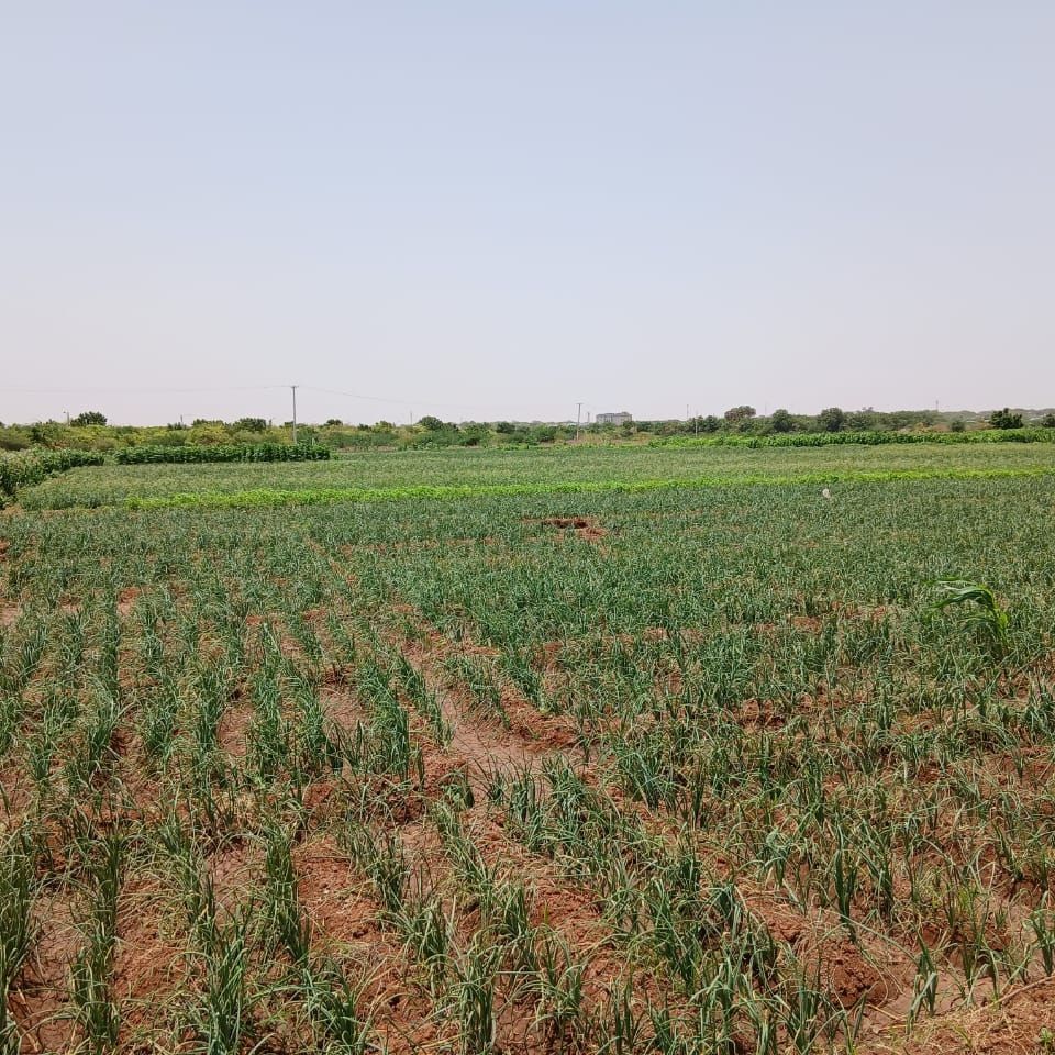 RACIDA Champions Inclusive Onion Farming for Women and Youth in Mandera